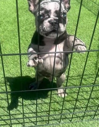 Cachorro de bulldog francés macho de pie en su parque