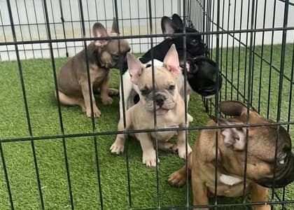 Camada de bulldogs franceses en el parque del criadero