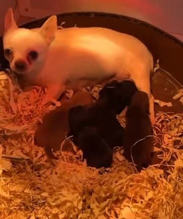 Chihuahua amamantando a su camada bajo la lámpara de calor