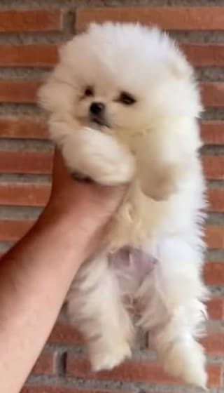 Cachorro de pomerania blanco sostenido en brazos