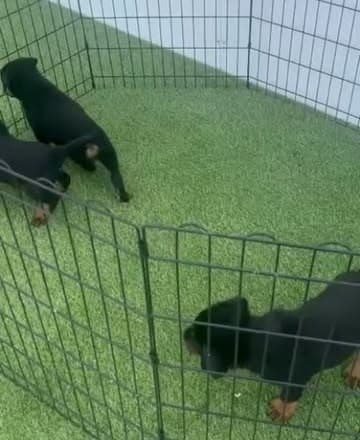 Cachorros de rottweiler jugando en el parque del criadero