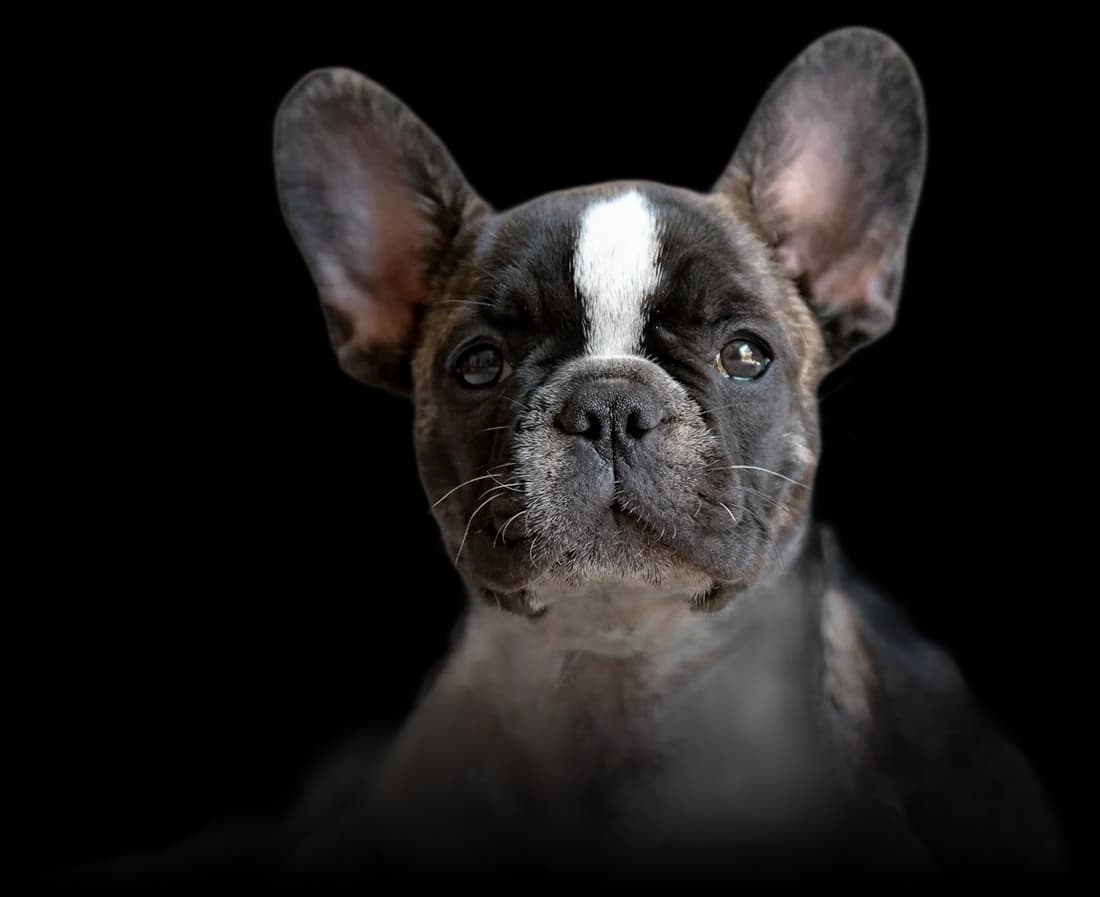 Cachorro de bulldog francés (imagen ilustrativa de la raza)