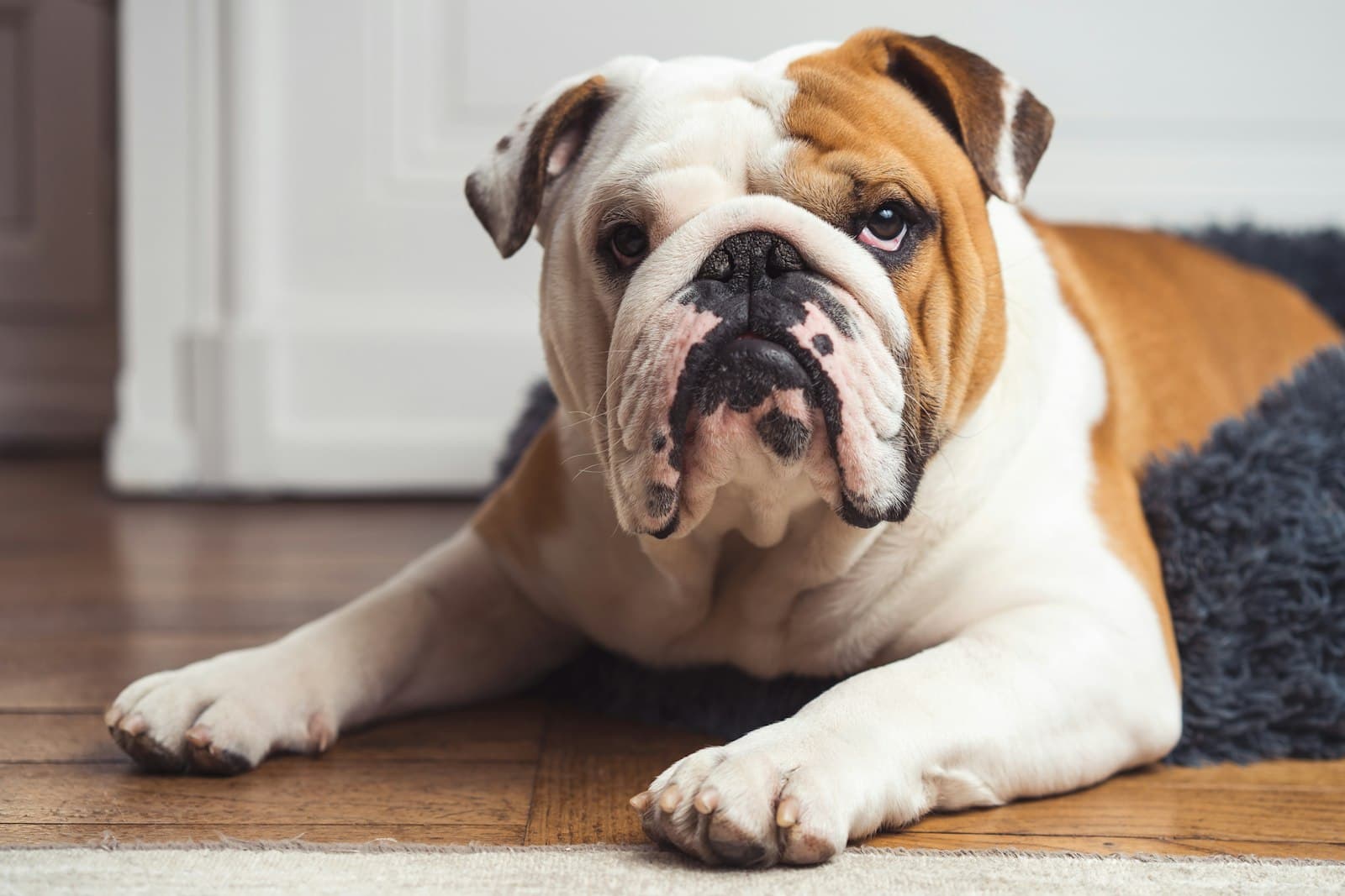 Bulldog inglés blanco y canela tumbado mirando a cámara