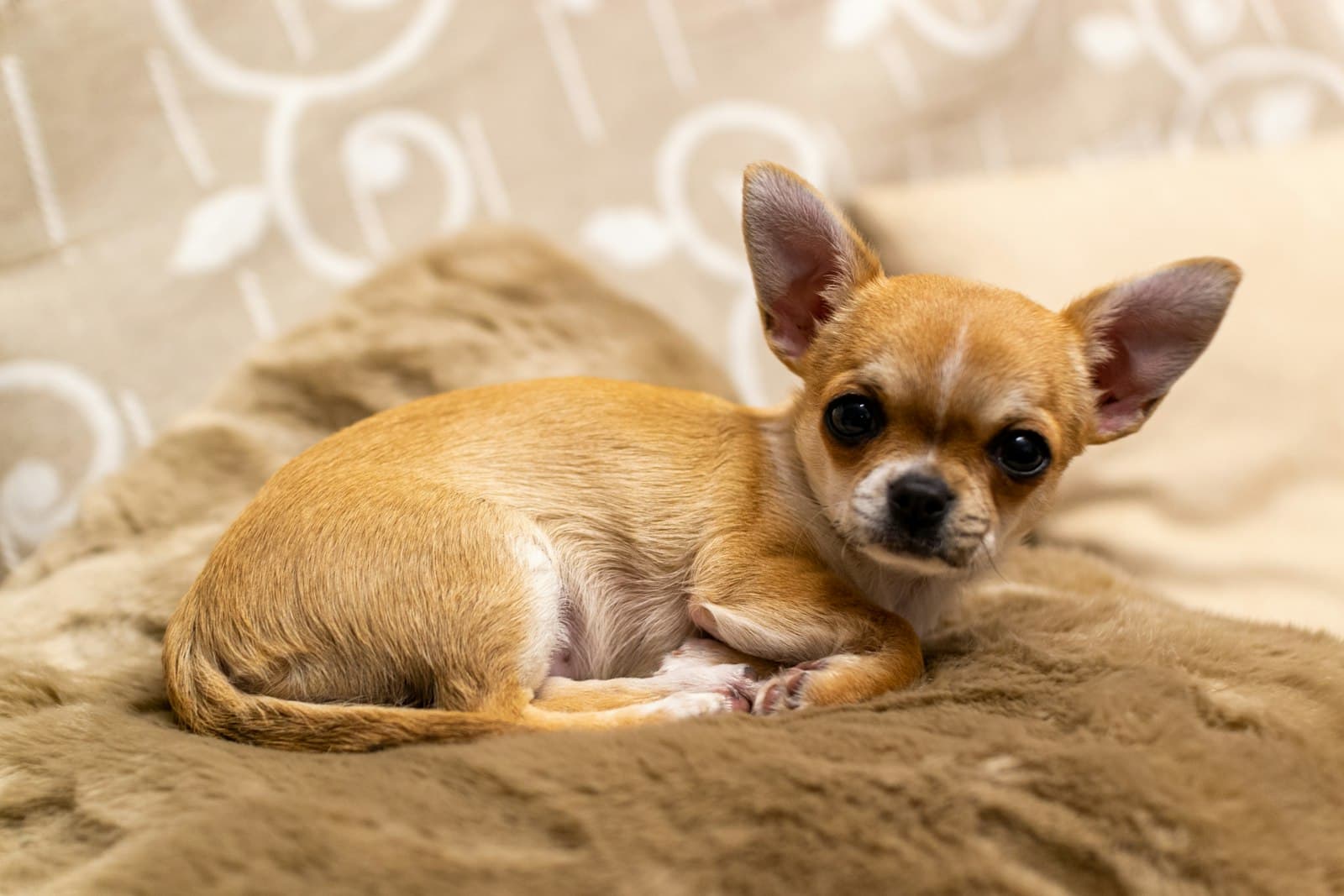 Cachorro de chihuahua color canela tumbado sobre una manta
