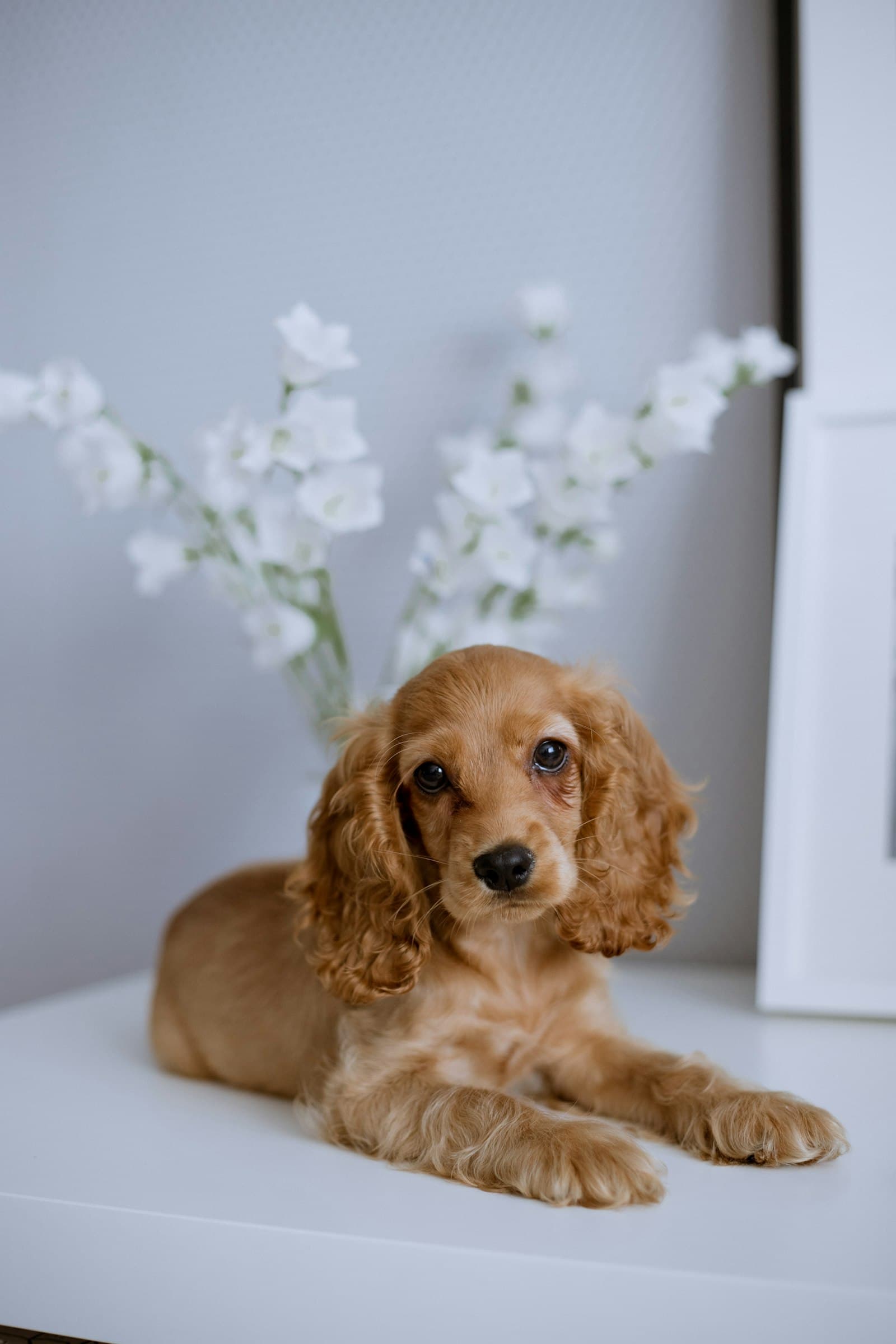 Cachorro de cocker spaniel dorado tumbado sobre una mesa blanca