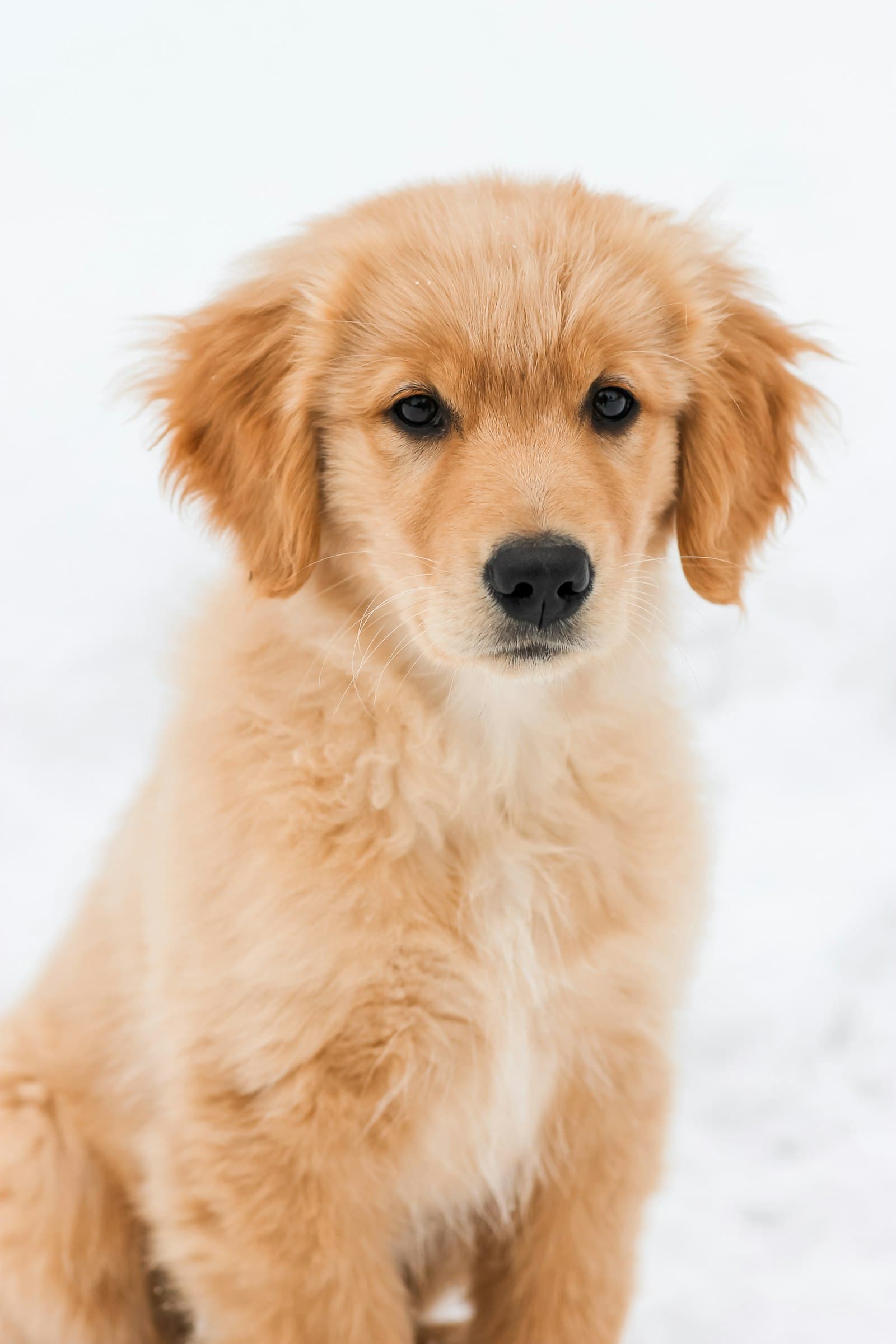 Cachorro de golden retriever sentado sobre fondo claro