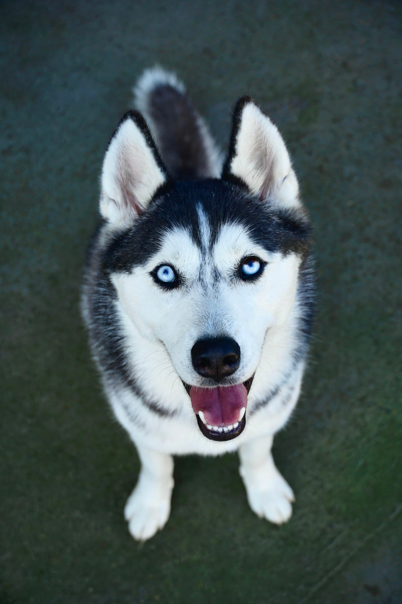 Husky siberiano blanco y negro de ojos azules mirando hacia arriba