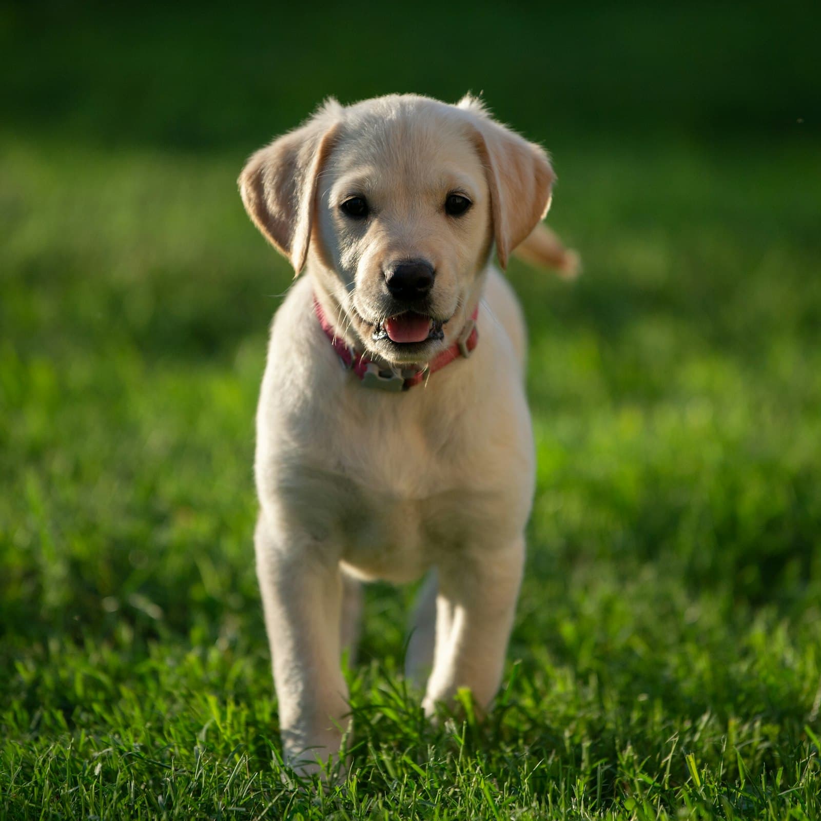 Cachorro de labrador color crema caminando por la hierba