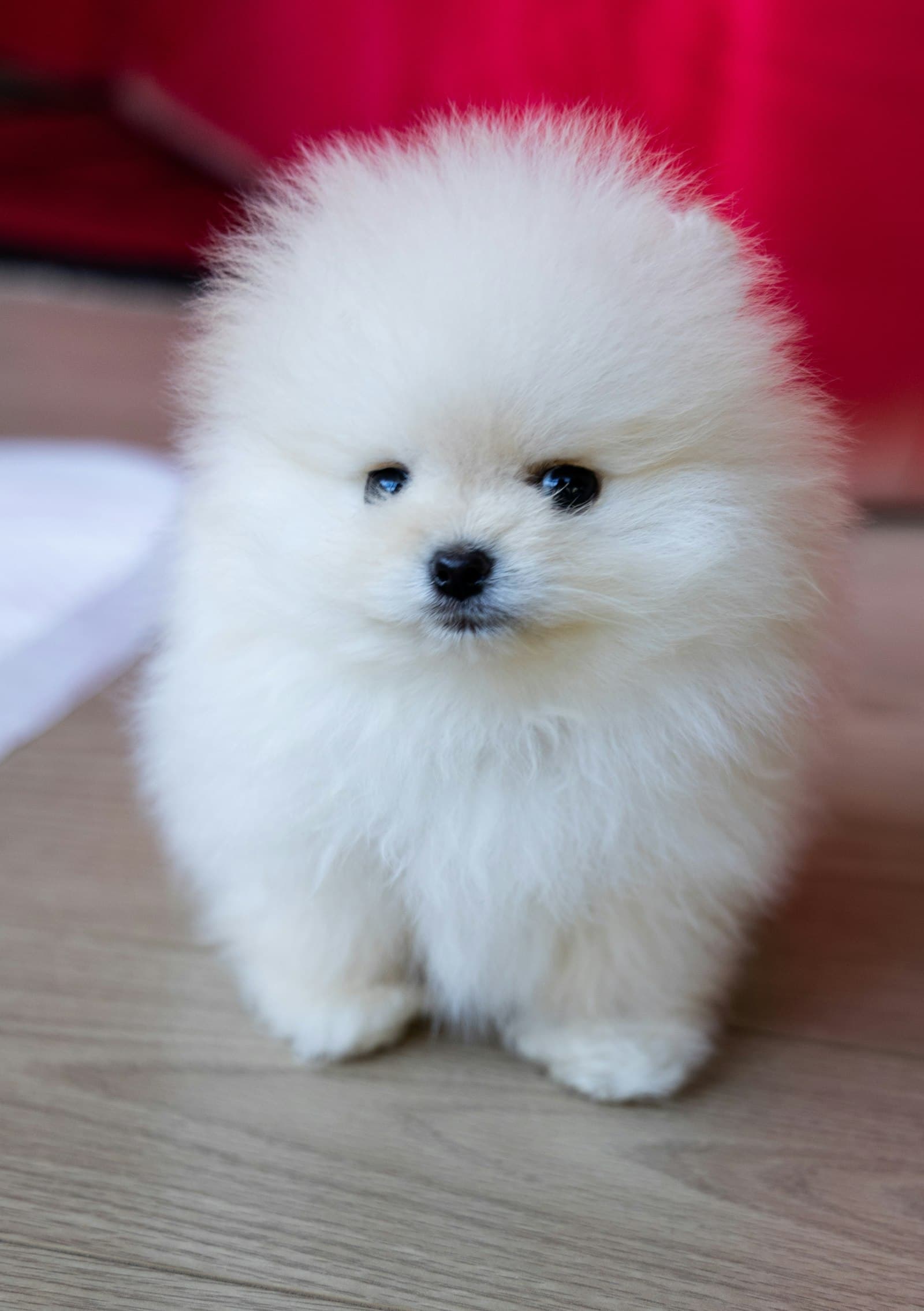 Cachorro de pomerania blanco sentado sobre suelo de madera