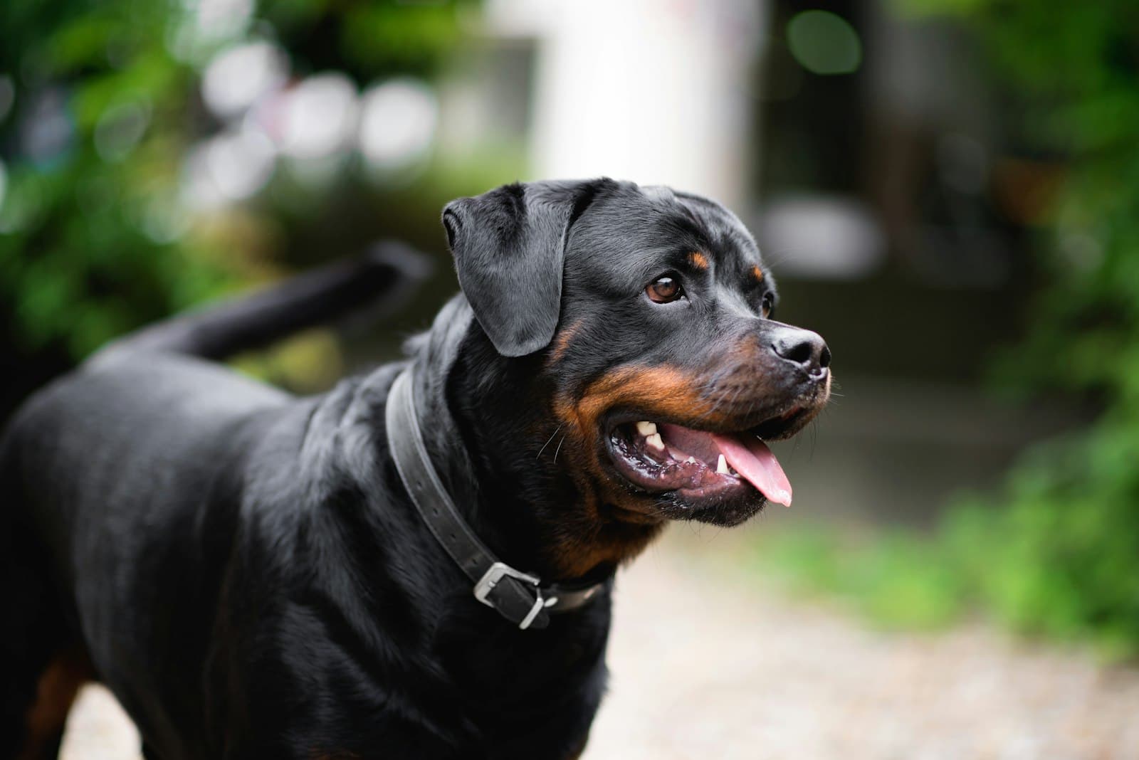 Rottweiler adulto de perfil con la lengua fuera