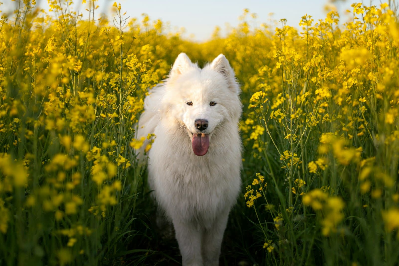 Samoyedo blanco de pie entre flores amarillas