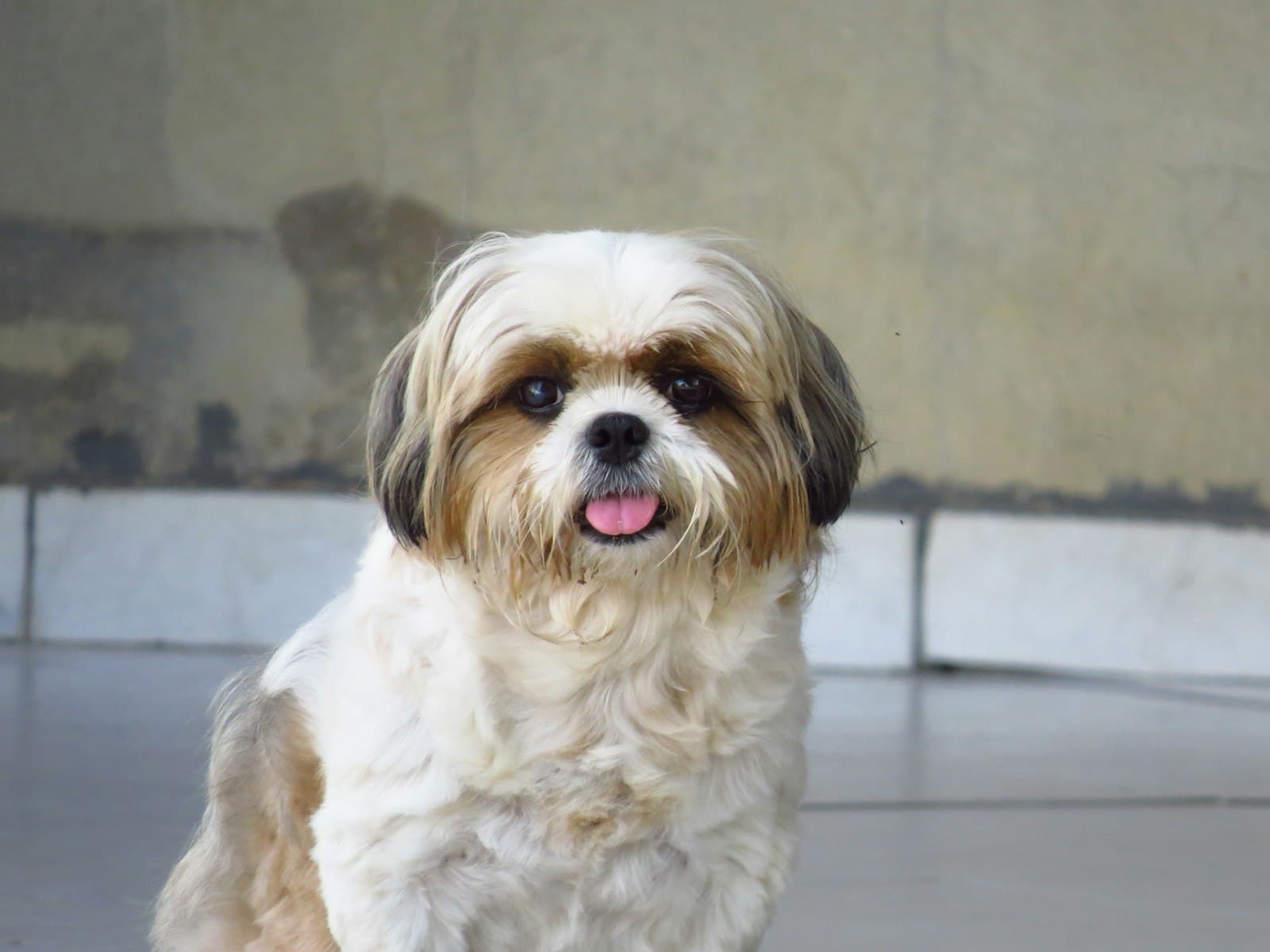Shih tzu blanco y marrón sentado con la lengua fuera
