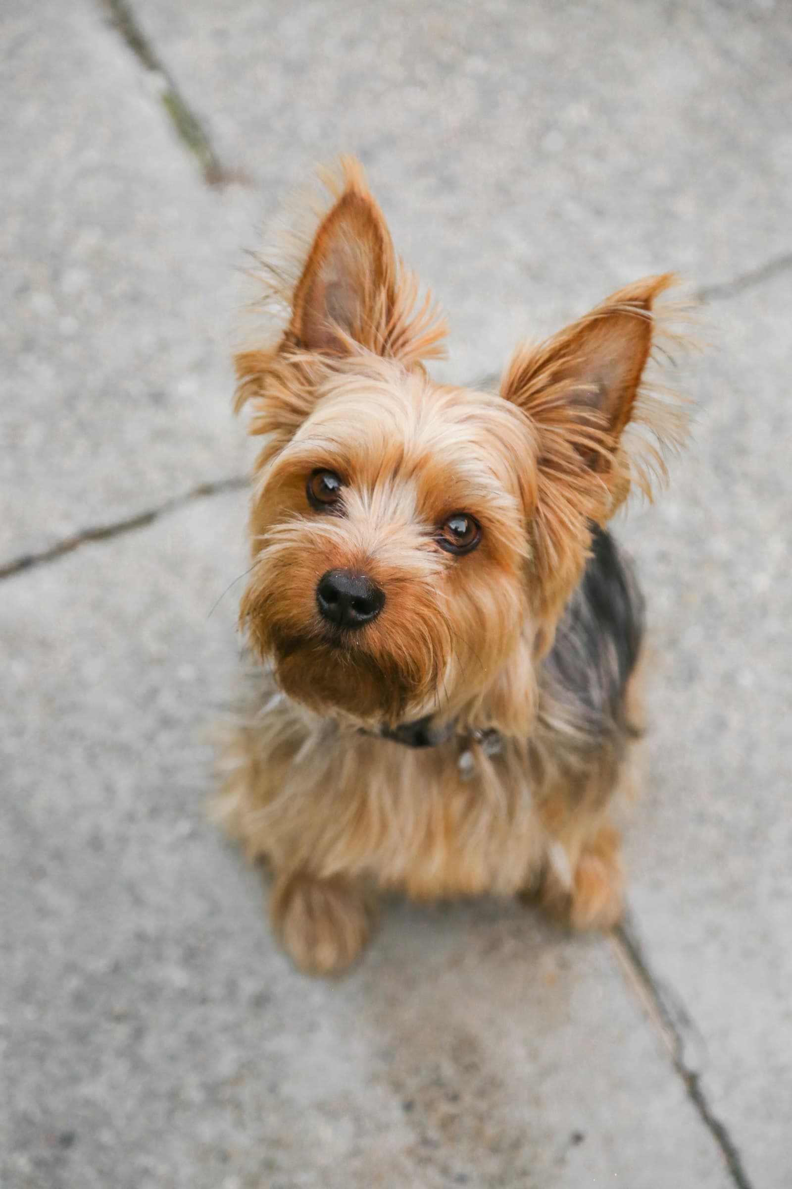 Yorkshire terrier sentado en la calle mirando a cámara